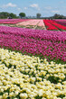 Large agricultural field with white, purple, pink and red tulips in blossom in rows in Friesland the Netherlands under a blue sky and blurred agricultural workers in the field in spring