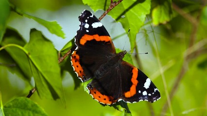 Sticker - Vanessa atalanta butterfly dries its wings in the sun in autumn