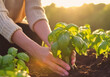 © Pfmphotostock - Woman's hands sow young basil plants in warm light