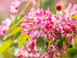 Fresh pink flowers of a blossoming apple tree with blured background