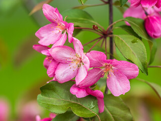 Wall Mural - Fresh pink flowers of a blossoming apple tree with blured background