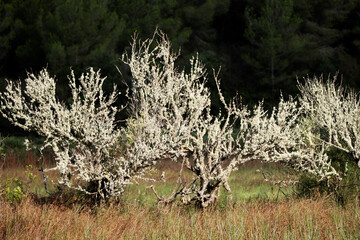 Wall Mural - dead trees in a wetland area covered in moss and lichen