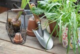 Fototapeta  - plant and flowerpot with shovel on wooden table in terrace