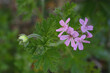 pink flowers of rose geranium isolated in a garden