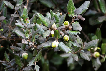 leaves and acorn of Evergreen oak or holly oak or holm oak (Quercus ilex) isolated on a natural background