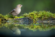 Bird female chaffinch Fringilla coelebs perching on forest puddle, spring time