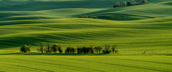 Wall Mural - green waves of spring fields
