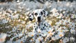 Verspielte Tarnung: Dalmatiner in weissen Blüten