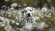 Verspielte Tarnung: Dalmatiner in weissen Blüten