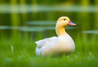 A close-up photo of a white Pekin duck standing in a green lake