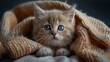 Cute kitten in a blanket