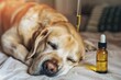 Pet dog taking CBD hemp oil from dropper for anxiety treatment, Generative AI Technology