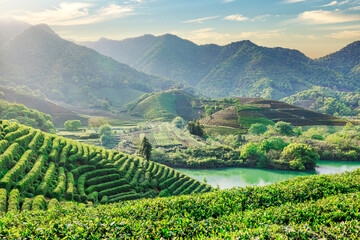 Canvas Print - Aerial shot of tea mountain plantation at sunset in spring