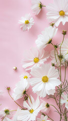 Wall Mural - White Cosmos Flowers on Pink Pastel Background