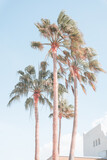 Fototapeta Dmuchawce - Palm trees with blue sky, light, pale, retro color effect. Idillic, happy image for decoration.