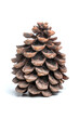 Isolated pine cone on white background