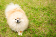 Cute Pomeranian Spitz on Green Grass Background
