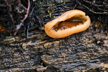 Wall Mural - Peziza varia - a wild fungus growing on the deciduous rotting trees of Europe