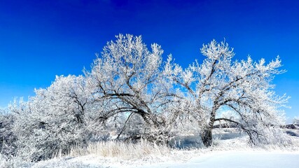 Wall Mural - the trees are covered with snow in this snowy landscape by the river