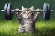The cat is holding a barbell outdoors.