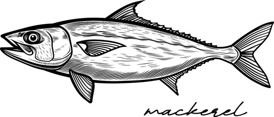 Wall Mural - Mackerel hand drawn black and white vector