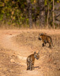 two cute tiny little small wild bengal tiger or panthera tigris bold cubs face expression without mothe on safari track roaming in forest at bandhavgarh national park reserve madhya pradesh india asia