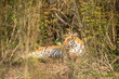 shy and elusive wild female bengal tiger or panthera tigris camouflage in grass in winter season morning safari at dhikala zone of jim corbett national park forest ramnagar uttarakhand india