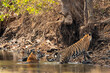 wild male tiger or father taking care of his young or playful daughter cub while cooling off his body in waterhole in summer season safari at panna national park forest reserve madhya pradesh india
