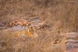 wild indian female tiger or tigress or panthera tigris arrowhead T84 sitting or resting after treatment in summer season evening safari at ranthambore national park forest reserve rajasthan india asia