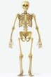 © Serhii - Anatomical Human Skeleton Diagram. Anterior View with Basic Bone Chart for Biology and Anatomy