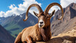 A brown mountain goat is lying on a rock in front of a snow-capped mountain range. The goat is looking at the camera.

