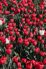 Wall Mural - Tulip flowers in red with some white colors texture backgrond in spring sunlight