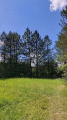 pine trees in the forest