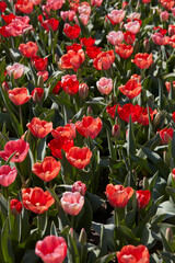 Wall Mural - Tulip flowers in pink and red colors texture backgorund in spring sunlight