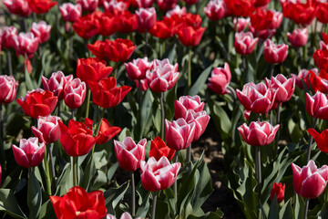 Wall Mural - Tulip flowers in red and pink with white border colors texture background in spring sunlight