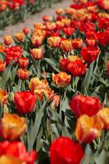 Wall Mural - Tulip flowers in yellow and red colors, field in spring sunlight