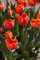 Wall Mural - tulip world's favourite flowers in orange color in spring sunlight