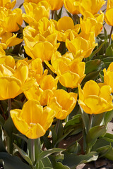Wall Mural - Tulip Sunny Prince yellow flowers in spring sunlight
