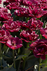 Wall Mural - Tulip Silk Road, dark red flowers and field in spring sunlight