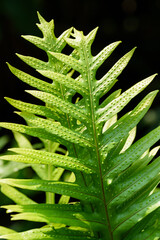 Wall Mural - Abstract background texture of tropical leaves, green fern family
