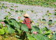 Asian woman collecting flowers on lotus field in Vietnam