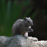 Fototapeta Tęcza - squirrel in a forest