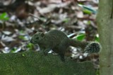 Fototapeta Tęcza - squirrel in a forest