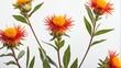closeup of safflower flowers on plain white background from Generative AI