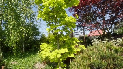 Wall Mural - Beautiful Japanese maple sapling in springtime growing in the garden