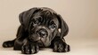 Isolated Black Cane Corso Puppy with White Chest. Domestic Pet and Cute Animal Concept