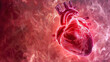 Anatomic illustration of a human heart