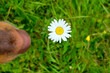 Dog snout smelling a daisy flower. Summer with dogs concept.