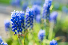 Blue Muscari Flowers. A Group Of Grape Hyacinth Muscari Armeniacum Blooming In The Spring. Selective Focus