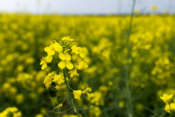 Close-up of canola or rapeseed blossom Brassica napus